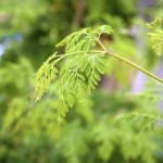 iStock_000011517852Large