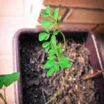 4b8b2cf9b8e65dcb185deec30b2d35d2